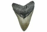 Serrated, Fossil Megalodon Tooth - North Carolina #275263-1